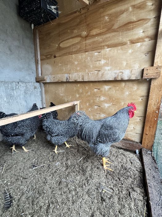 Pilmtrok palasati Amerka zotli tuvq xorozlar tuxmga zakas olamiza