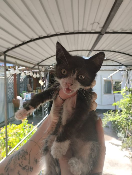 Отдам котят девочки
