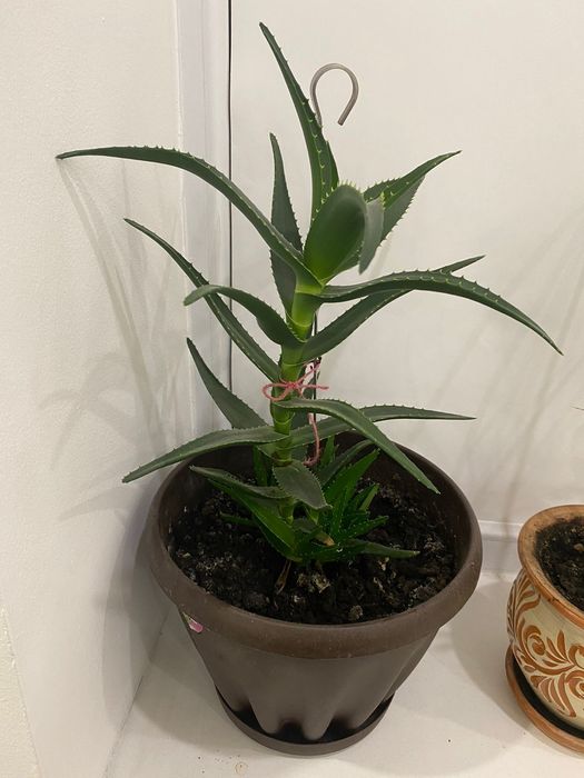 Комнатные цветы.