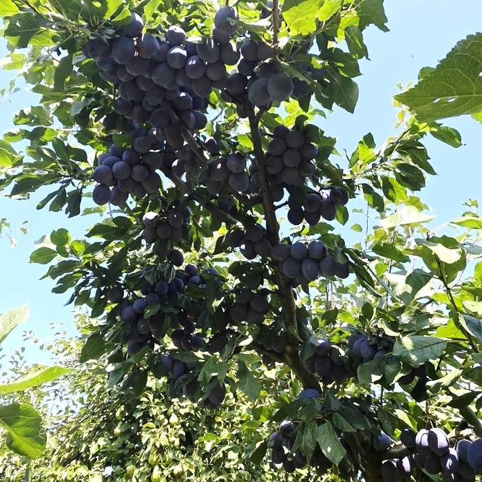 Продавам дворно място с овошки