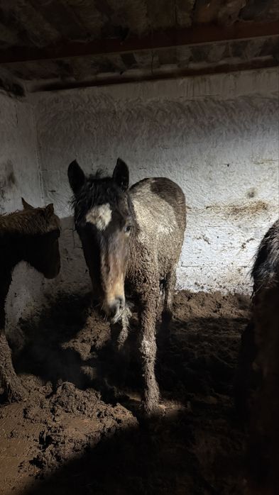 Тай откорм жылқы конина