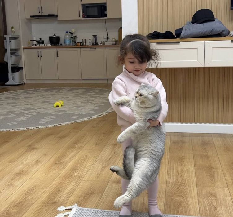 Вязка ! Кот серебрестая Шиншилла. Вязкага киз мушук таклиф киламиз