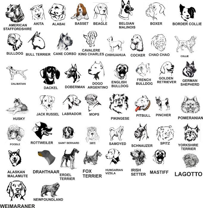 Кучешки медальони. Медальони за кучета