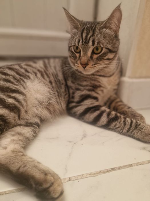 Котенок в хорошие добрые руки