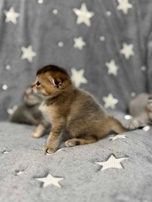 шикарные плюшевые шиншиллки