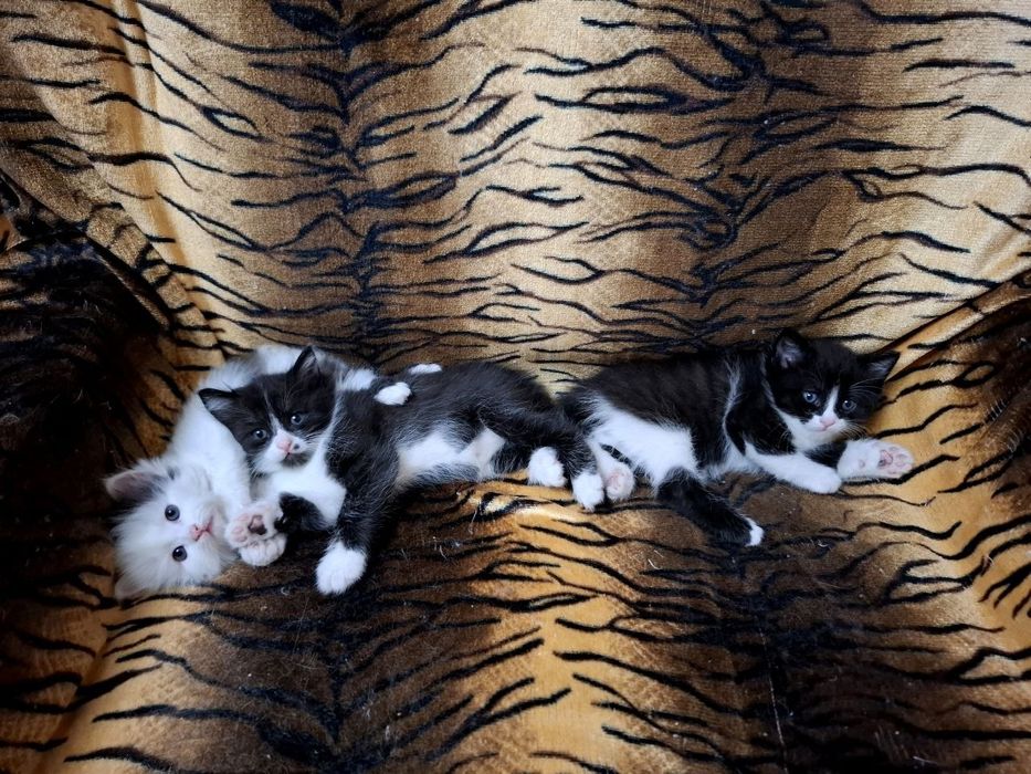 Продаются котята домашние