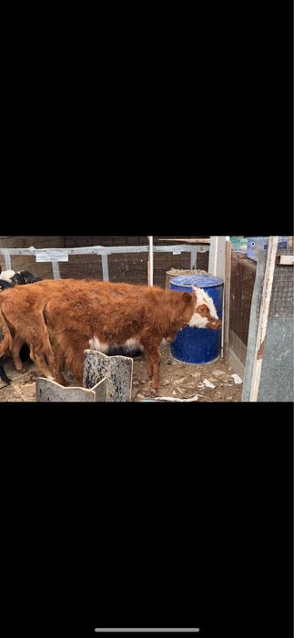 2 баспак сатылады