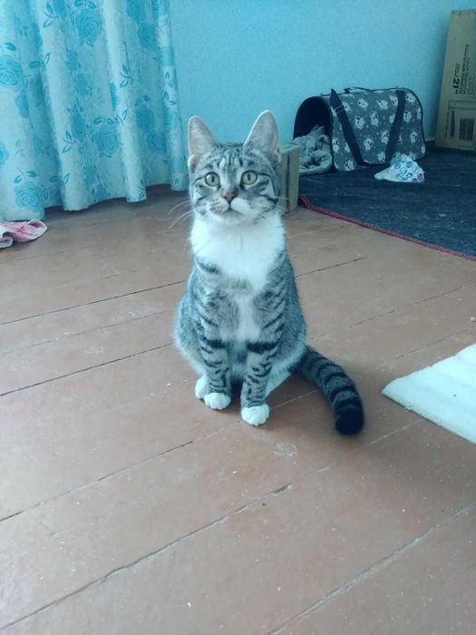 Отдам двух замечательных кошек в добрые руки!