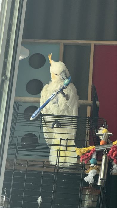 Продам Какаду оранжевохохлый ручной