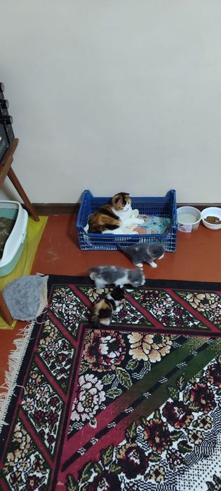 Продается кошки пародисты чисто кровные