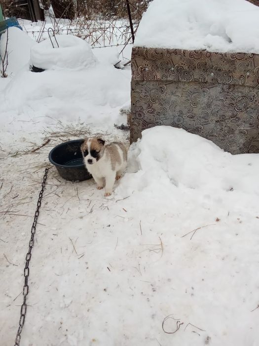 Отдам щенят даром