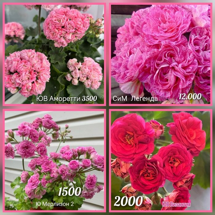 Укорененные черенки пеларгоний