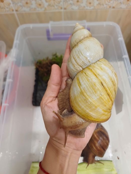 Улитки ахатины великаны!