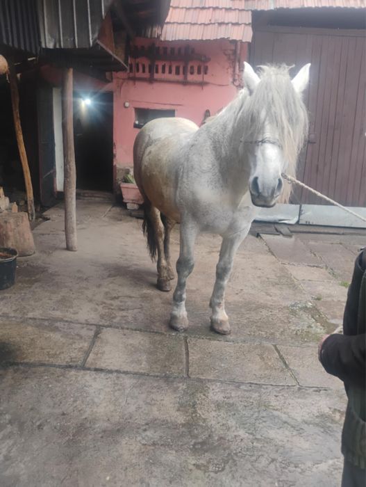 Cal de vanzare în judetul Sibiu