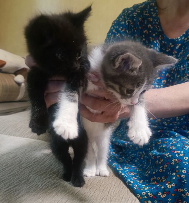 Котята, ласковые, игривые