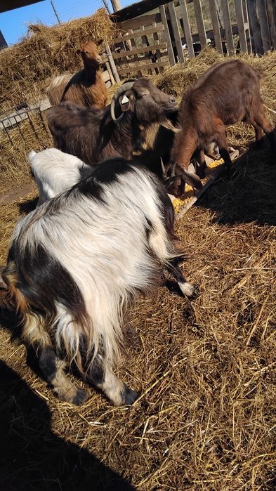 De vânzare 2 capre și 4 iede de un an