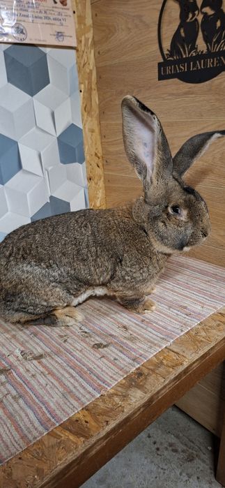 Mascul urias german gri