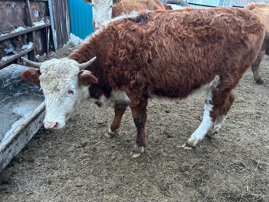 Ақбас қашарлар сатылады 2жасар