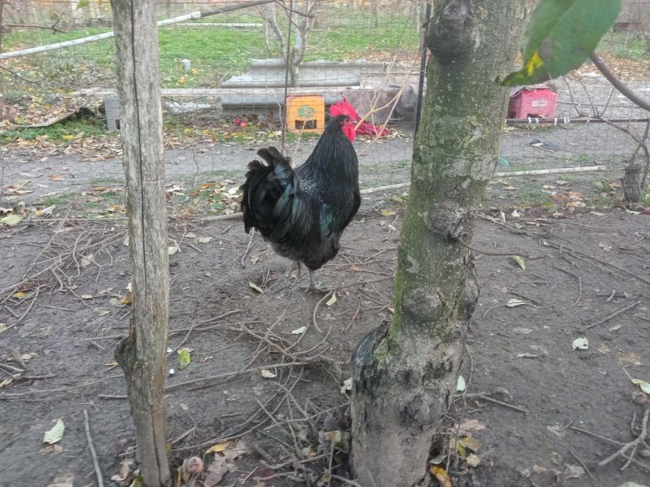 Australorp alb și negru