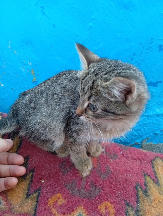 Отдам котят в добрые руки