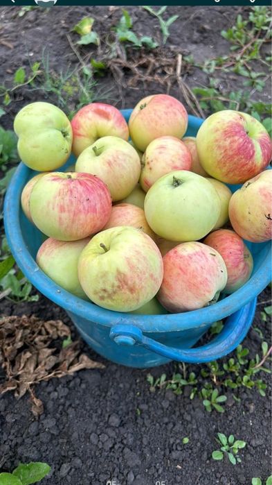 Дачный участок Дача Гудок