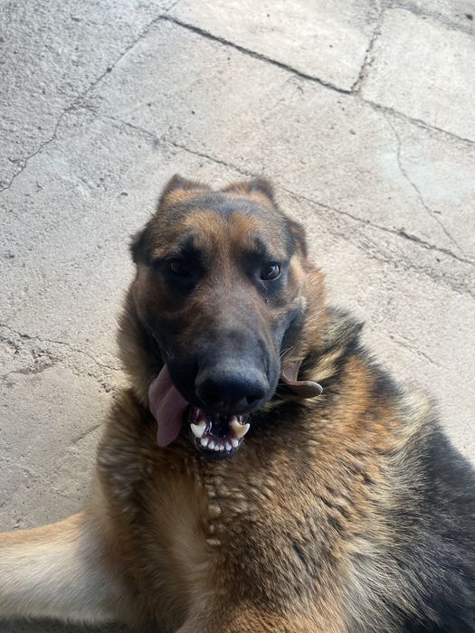 Немецкая овчарка для вязки