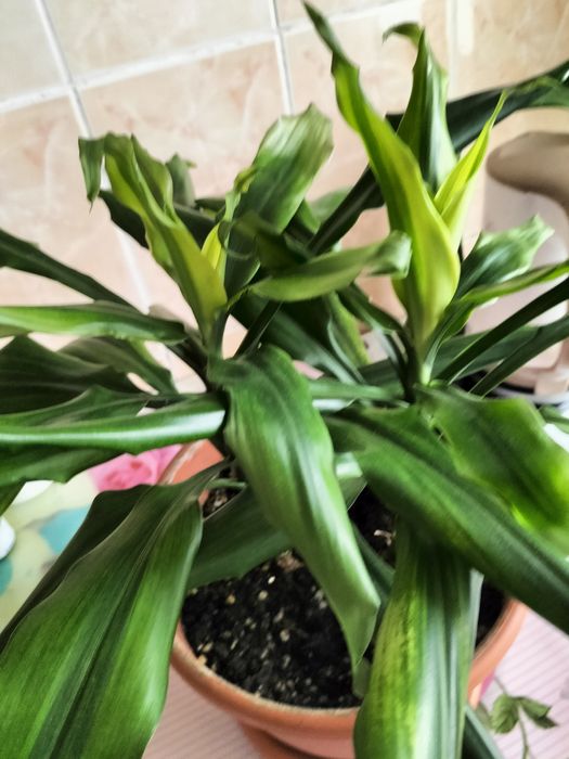 Продам фикус 5000. Драцена -2 деревца -6000