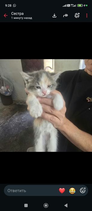 Отдам котят в хорошие руки