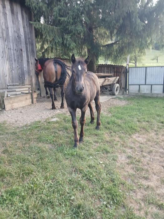 Vând mânză de 4luni
