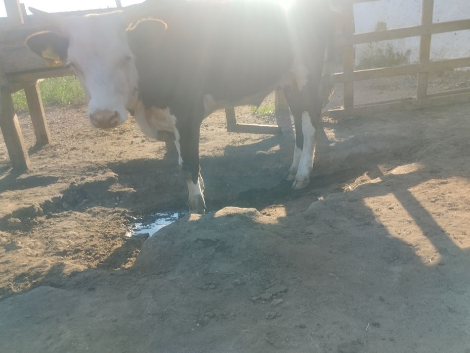 Продам бычки годавалые