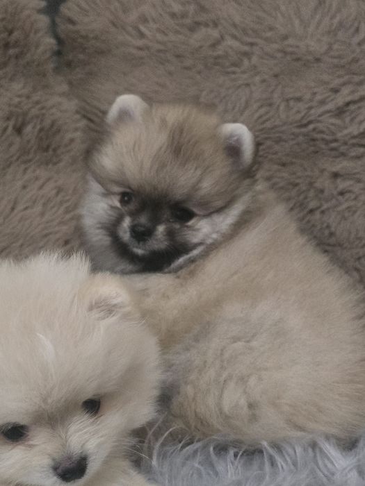 Предлагаю  кукольного мини мальчика