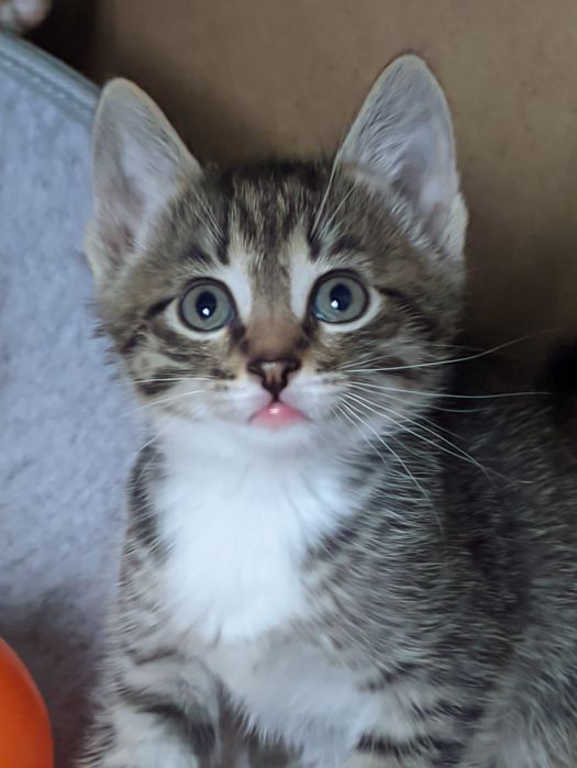 Ищут дом и ласковые ручки