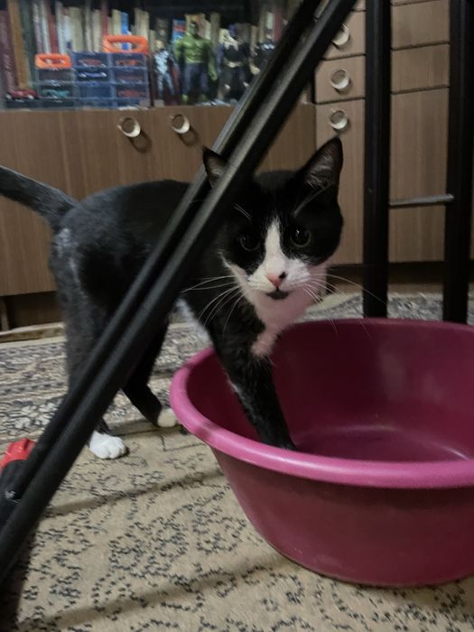 Отдам котика в добрые руки