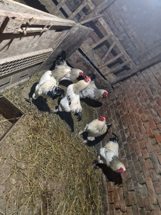 Продавам домашни петли