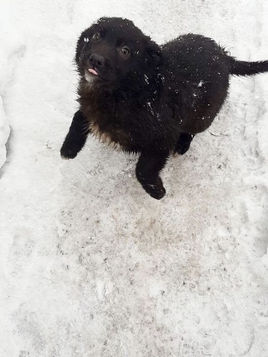 Нужен дом для этих малышей