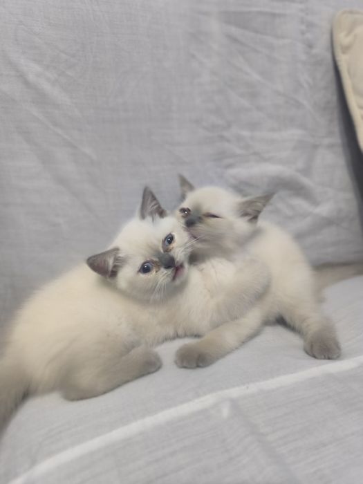 Шотландский скотиш страйт