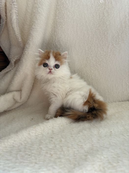 Котята хайленд страйты профессионального питомника