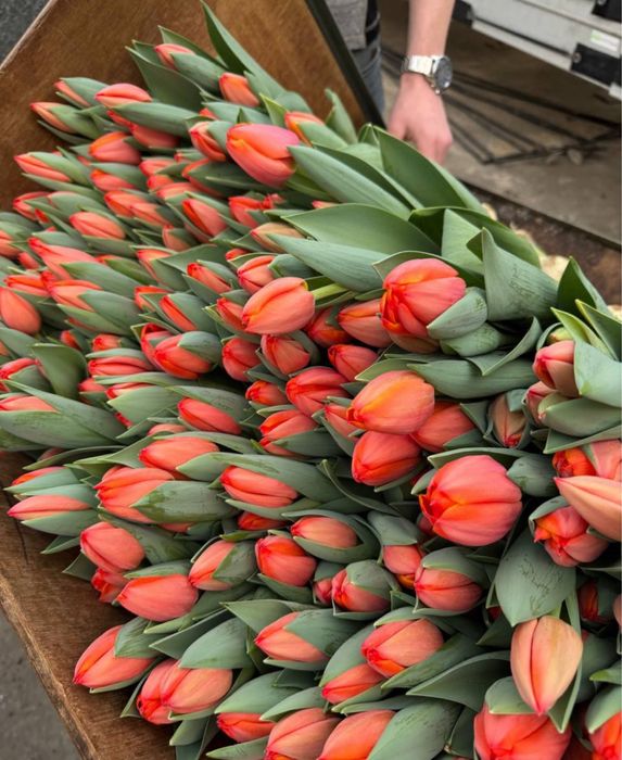 Тюльпаны свежие с теплицы