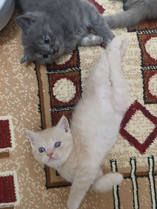 Продаются котята