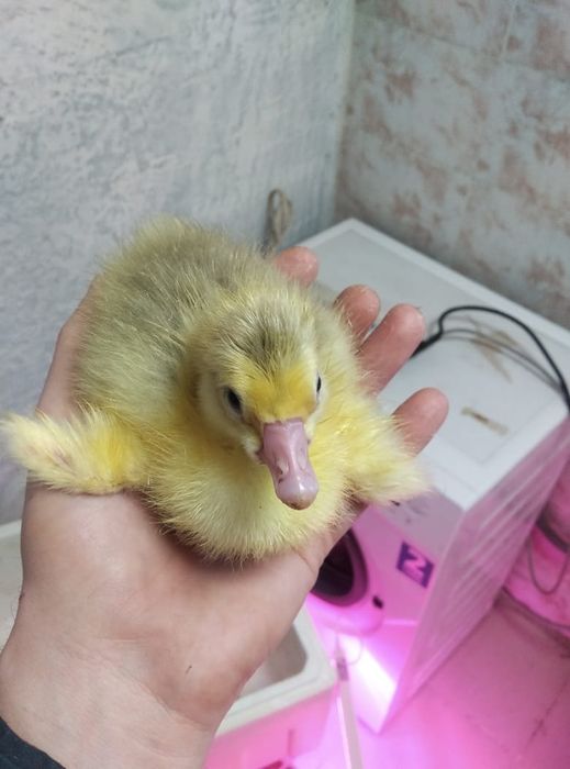 Продам гусят породы Линда