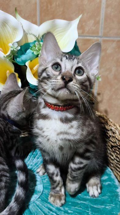 Серебряные! ОГРАНИЧЕНО! Silver bengals