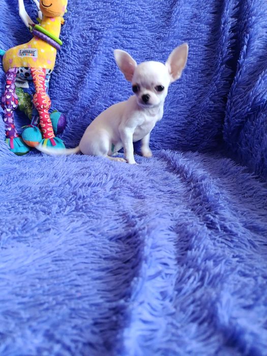 Мини девочка чихуахуа