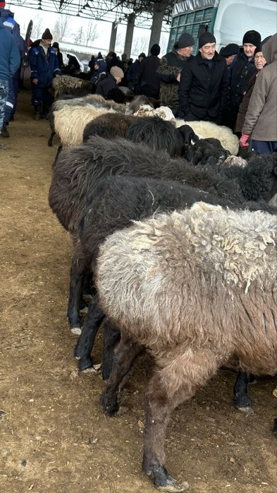 Бордақы семіз қойлар