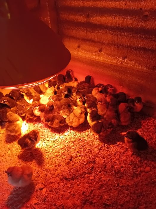 Pui de gaina australorp  de la gainile din imagine.