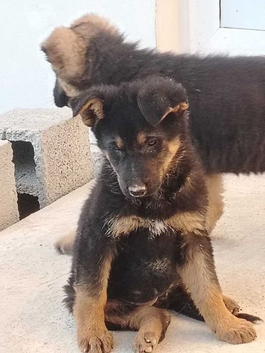 Эмланган зотдор очарка болалари