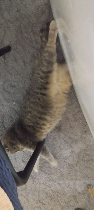 Отдам кошку девочка 7 месяцев