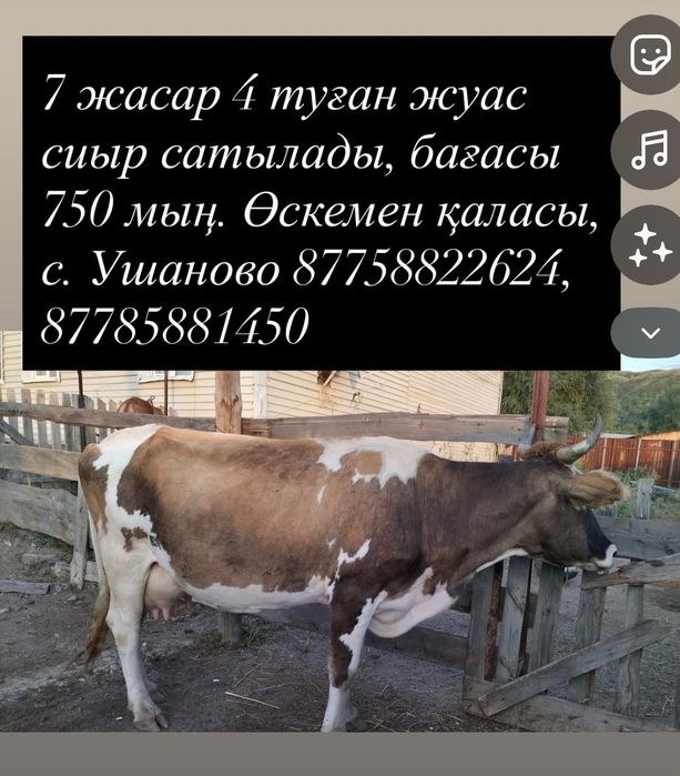 7 жасар сауын сиыр