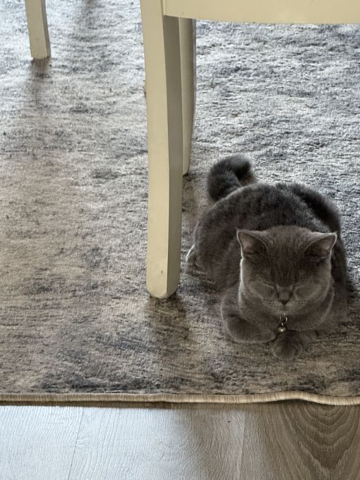 Britaniskiy skotish strite