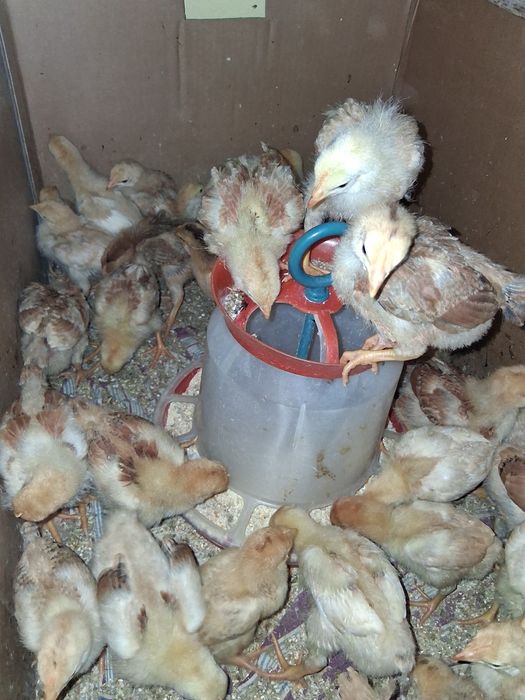Pui de găină de casă