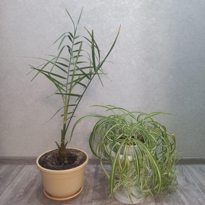 Комнатные цветы .